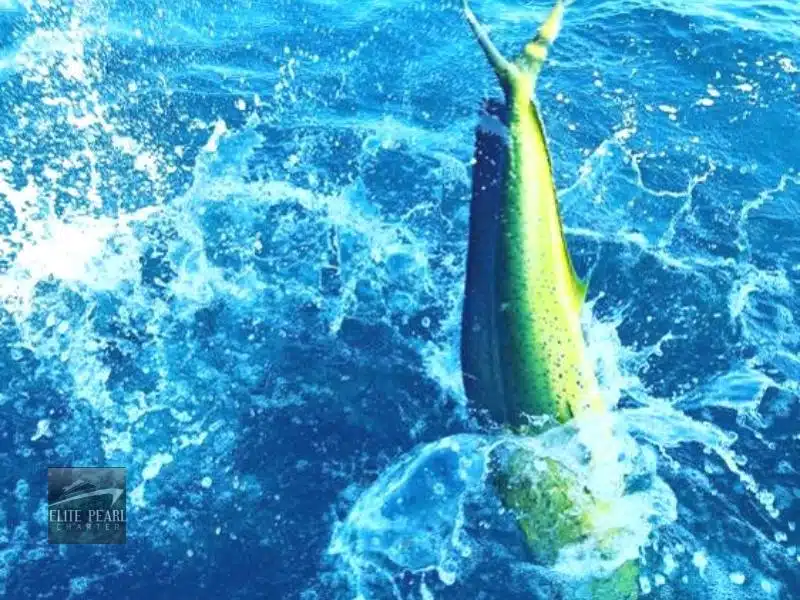Fishing Trips Dubai-Elite Pearl Charter