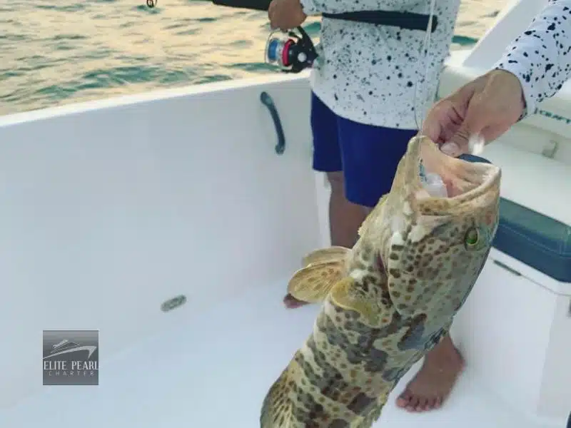 Fishing Trips Dubai-Elite Pearl Charter